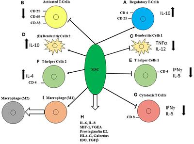 Mesenchymal Stromal Cells in Pediatric Hematopoietic Cell Transplantation a Review and a Pilot Study in Children Treated With Decidua Stromal Cells for Acute Graft-versus-Host Disease